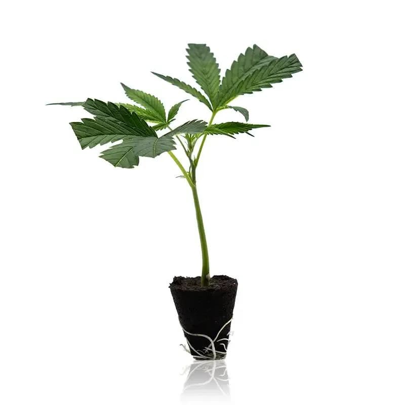 24K Gold – Cannabis-Steckling