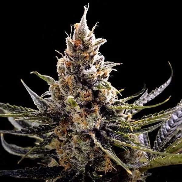 24K Gold – feminisierte Cannabissamen
