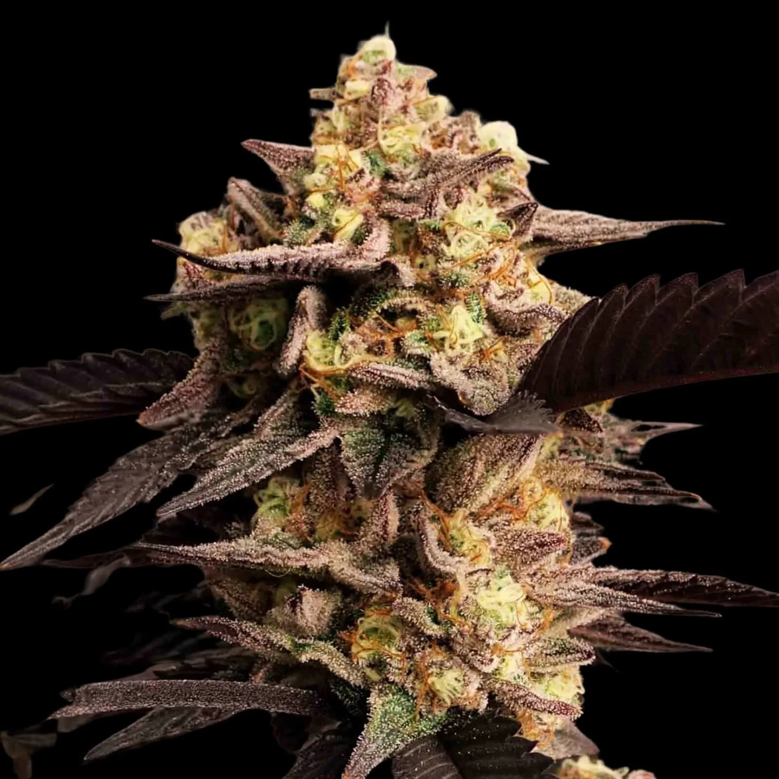 Alien Rock Candy