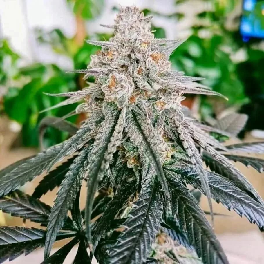 Blue Zushi – feminisierte Cannabissamen