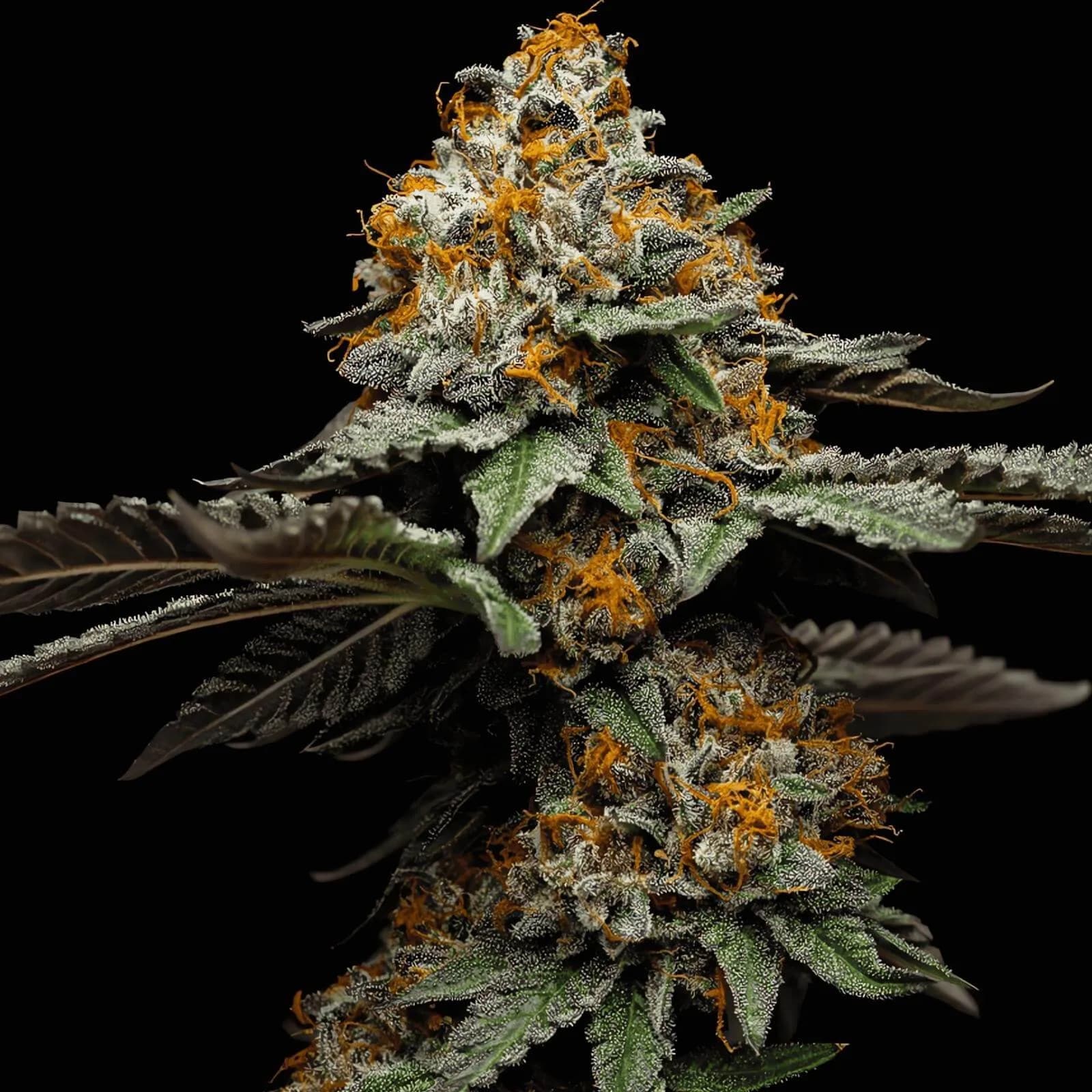 San Bacio Gelato feminisierte Cannabissamen
