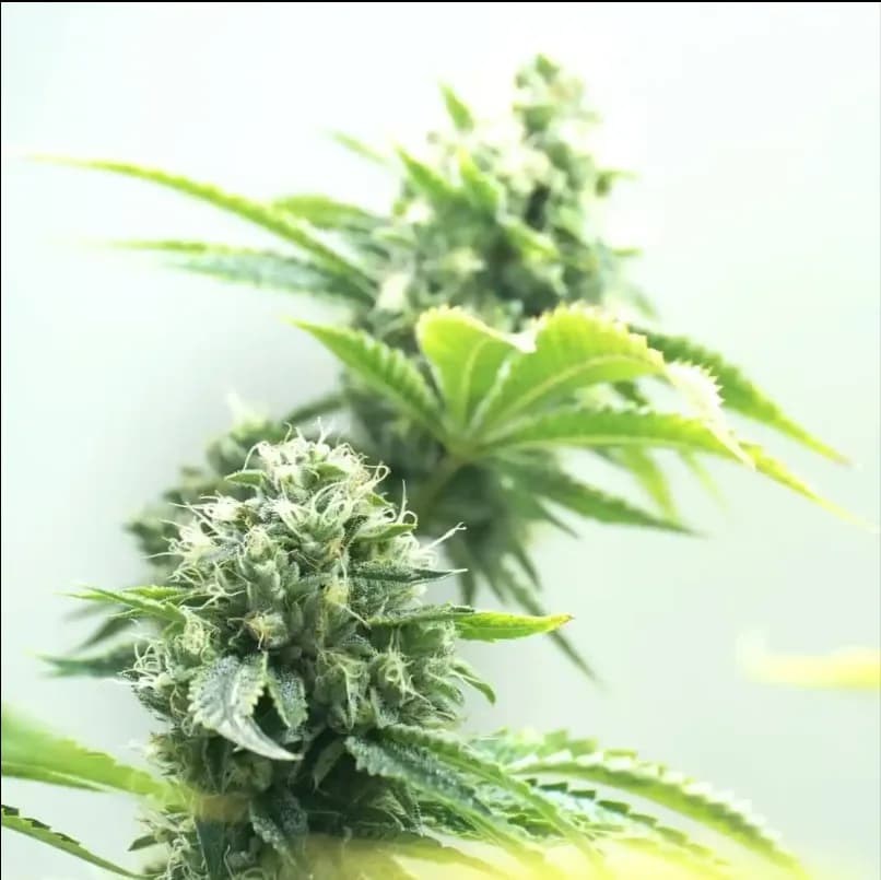 Cinderella 99 feminisierte Cannabissamen