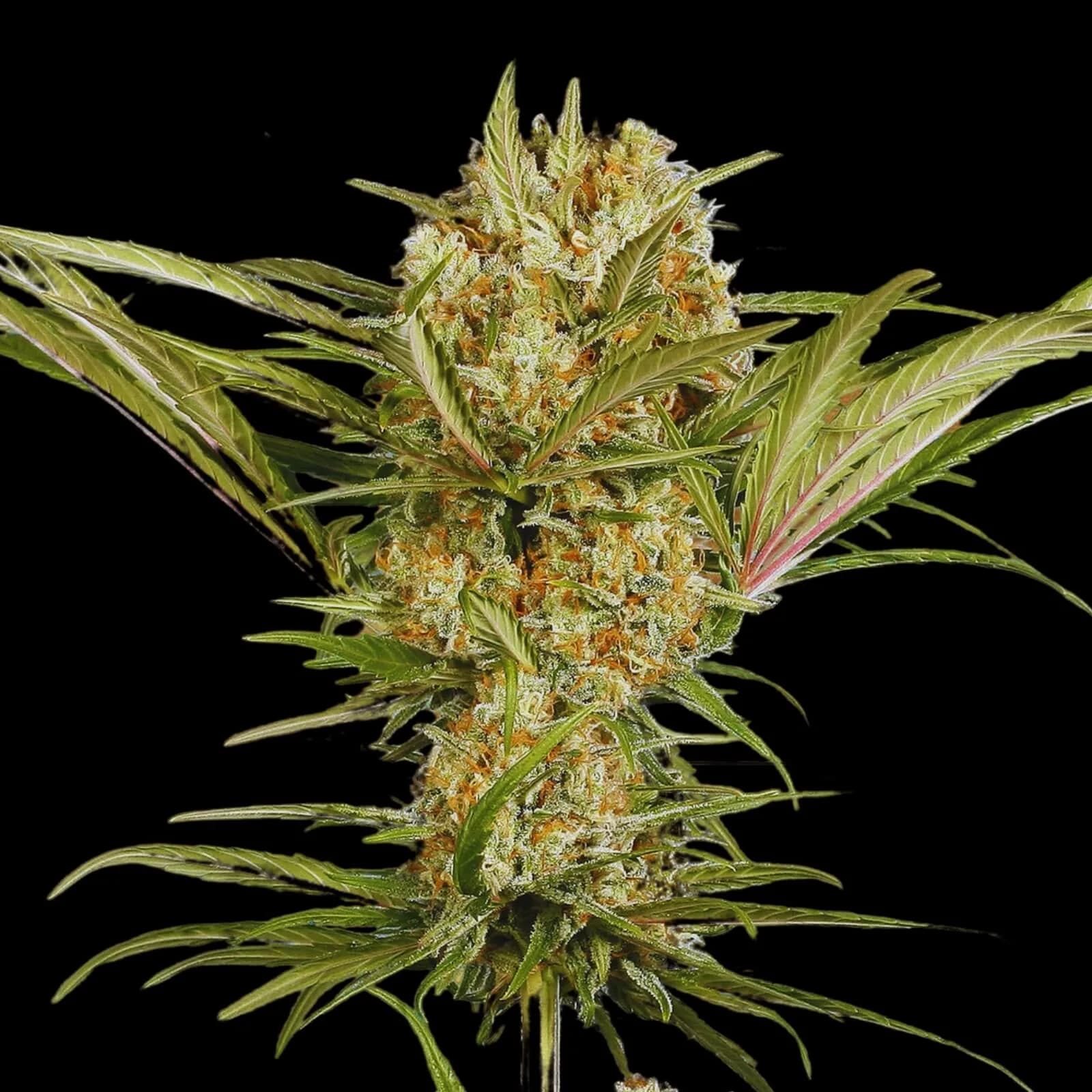Amnesia Haze