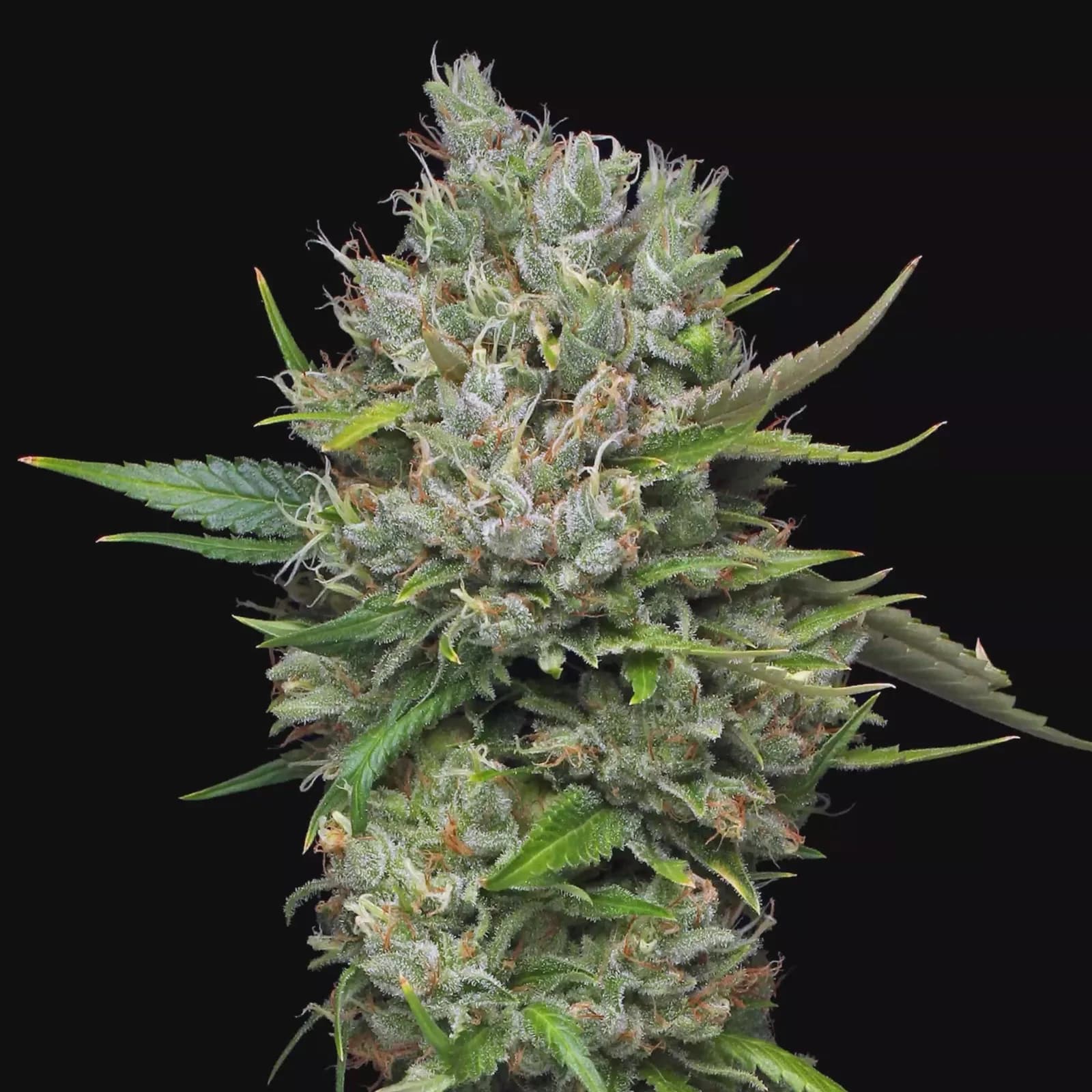 Dark Widow