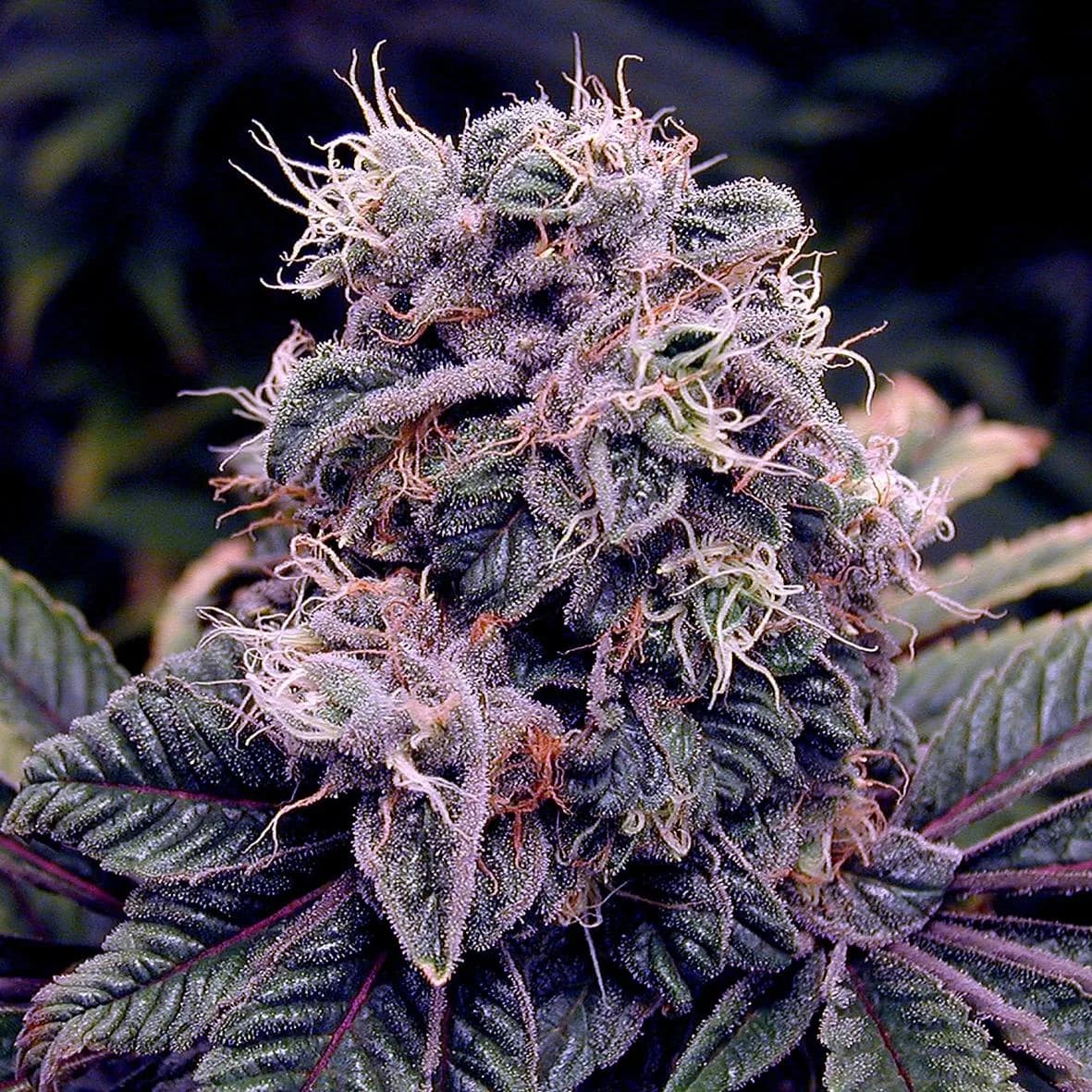 Blueberry